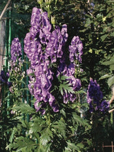 Load image into Gallery viewer, Monkshood (Aconitum carmichaelii &#39;Arendsii&#39;)
