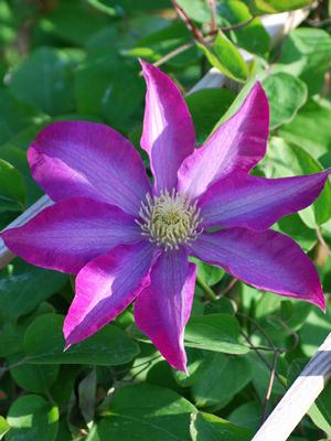 Clematis hybrid 'Pink Champagne™ (Hybrid Clematis)