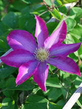 Load image into Gallery viewer, Clematis hybrid &#39;Pink Champagne™ (Hybrid Clematis)
