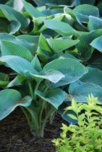 Load image into Gallery viewer, Hosta x &#39;Halcyon&#39; (Plantain Lily)
