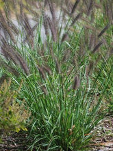 Load image into Gallery viewer, Black Flowering Fountain Grass (Pennisetum alopecuroides &#39;Moudry&#39;)
