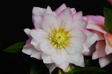 Load image into Gallery viewer, Helleborus x hybridus Winter Jewels® &#39;Cotton Candy&#39;
