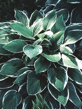 Load image into Gallery viewer, Hosta x &#39;Francee&#39; (Plantain Lily)
