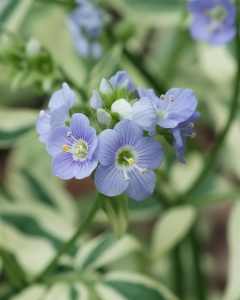 Variegated Jacob's Ladder (Polemonium reptans 'Stairway to Heaven')