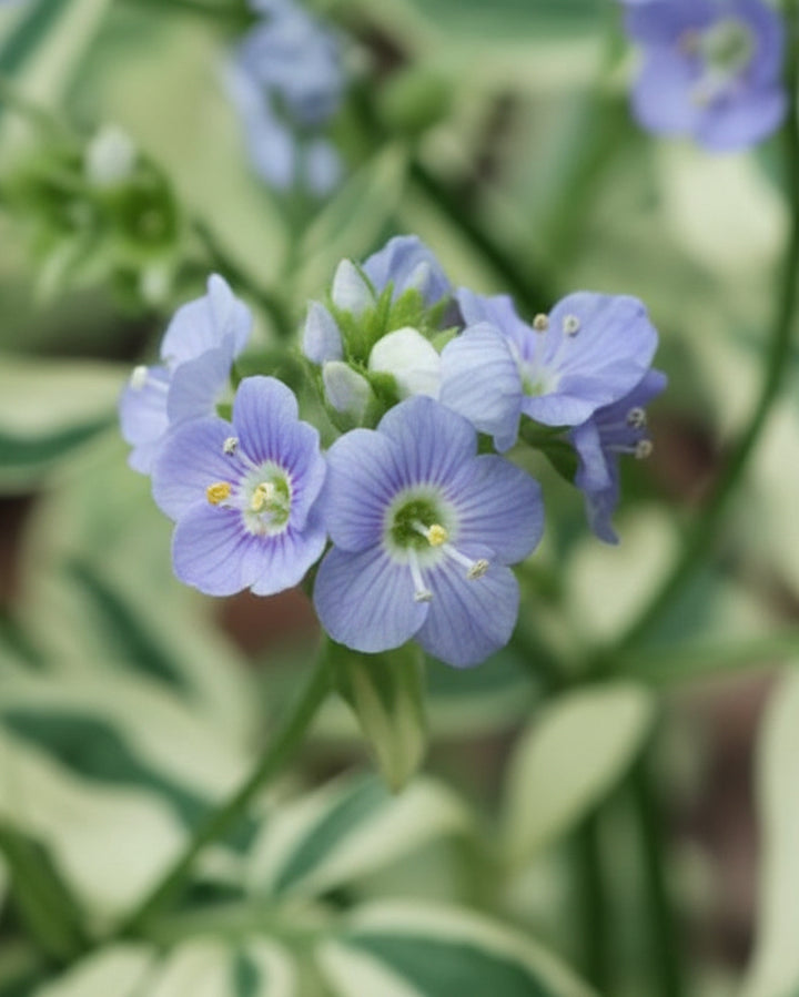Variegated Jacob's Ladder (Polemonium reptans 'Stairway to Heaven')