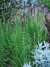 Load image into Gallery viewer, Purple Gay Feather (Liatris spicata &#39;Kobold&#39;)

