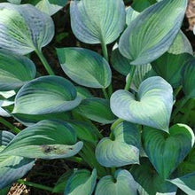 Load image into Gallery viewer, Hosta x &#39;June&#39; (Plantain Lily)
