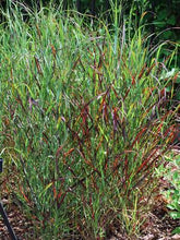 Load image into Gallery viewer, Red Switchgrass (Panicum virgatum &#39;Rotstrahlbusch&#39;)
