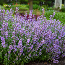 Load image into Gallery viewer, Nepeta x faassenii &#39;Cat&#39;s Meow&#39; (Catmint)
