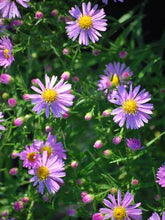 Load image into Gallery viewer, Pink Wood Aster (Aster dumosus &#39;Wood&#39;s Pink&#39;)
