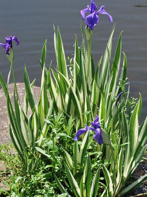 Variegated Japanese Water Iris (Iris laevigata 'Variegata')