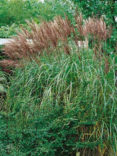 Load image into Gallery viewer, Maiden Grass (Miscanthus sinensis &#39;Gracillimus&#39;)
