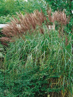 Maiden Grass (Miscanthus sinensis 'Gracillimus')