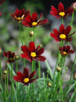 Coreopsis x Li'l Bang™ 'Red Elf' (Tickseed), red flowers