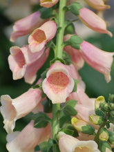Load image into Gallery viewer, Digitalis purpurea &#39;Dalmatian Peach&#39; (Foxglove), pink flowers
