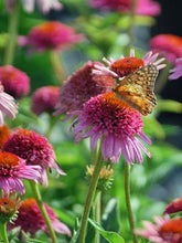Load image into Gallery viewer, Echinacea x purpurea &#39;Butterfly Kisses&#39; (Coneflower)

