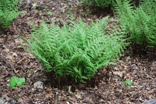 Load image into Gallery viewer, Red-stemmed Lady Fern (Athyrium filix-femina &#39;Lady in Red&#39;)

