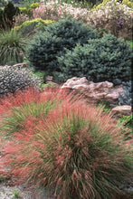 Load image into Gallery viewer, Ruby Muhly Grass (Muhlenbergia reverchonii Undaunted®)
