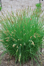 Load image into Gallery viewer, Tussock sedge (Carex stricta)
