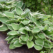 Load image into Gallery viewer, Hosta x &#39;Francee&#39; (Plantain Lily)
