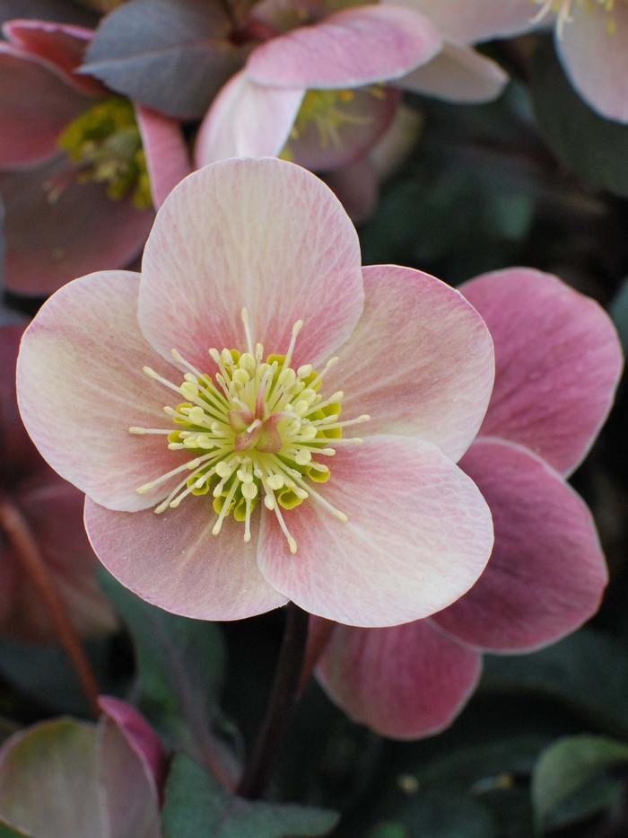 Helleborus x ballardiae HGC 'Pink Frost' (Helleborus Gold Collection® Lenten Rose)