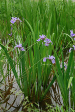 Load image into Gallery viewer, Blue Flag Iris (Iris versicolor), purple flower
