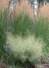 Load image into Gallery viewer, Golden Dew Tufted Hairgrass (Deschampsia cespitosa &#39;Goldtau&#39;)
