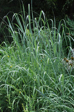 Load image into Gallery viewer, Indian grass (Sorghastrum nutans)

