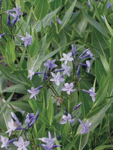 Load image into Gallery viewer, Amsonia x &#39;Blue Ice&#39; (Bluestar) perennial
