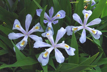 Load image into Gallery viewer, Iris cristata &#39;Powder Blue Giant&#39; (Dwarf Crested Iris)
