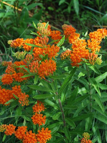 Butterfly Weed (Asclepias tuberosa), orange flowers