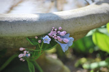 Load image into Gallery viewer, Virginia Blue Bells (Mertensia virginica)
