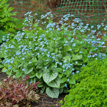 Load image into Gallery viewer, Variegated Dwarf Anchusa (Brunnera macrophylla &#39;Jack Frost&#39;)
