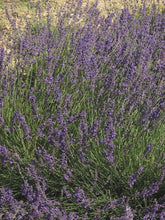 Load image into Gallery viewer, Lavandula x intermedia &#39;Provence&#39; (Lavender)
