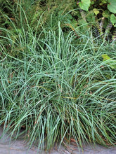 Load image into Gallery viewer, Blue Sedge (Carex glauca &#39;Blue Zinger&#39;)
