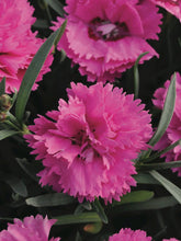 Load image into Gallery viewer, Dianthus Everlast™Orchid (Garden Pinks), pink flowers
