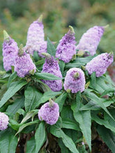 Load image into Gallery viewer, Buddleia Pugster® Amethyst (Butterfly Bush), purple flowers
