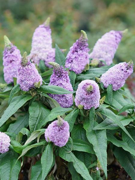 Buddleia Pugster® Amethyst (Butterfly Bush), purple flowers