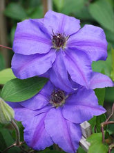 Load image into Gallery viewer, Clematis hybrid &#39;Ramona&#39; (Hybrid Clematis), purple flowers
