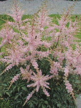 Load image into Gallery viewer, Astilbe simplicifolia &#39;Hennie Graafland&#39; (False Spirea), pink flowers

