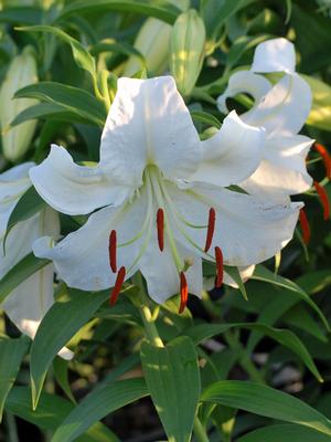 Lilium (Oriental) 'Casa Blanca' (Oriental Hardy Lily)