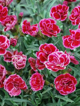 Load image into Gallery viewer, Dianthus EverLast™Burgundy Blush (Garden Pinks), pink flowers
