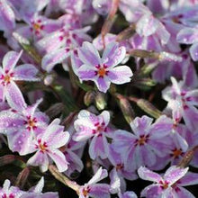 Load image into Gallery viewer, Phlox subulata &#39;Candy Stripes&#39; (Moss Pinks)
