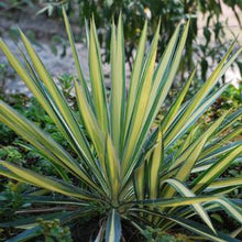 Load image into Gallery viewer, Yucca &#39;Bright Edge&#39; (Vareigated Adam&#39;s Needle)
