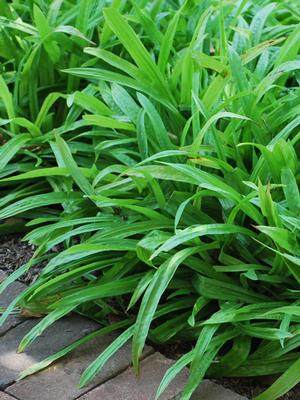 Seersucker Sedge / Plantain-leaf Sedge (Carex plantaginea)
