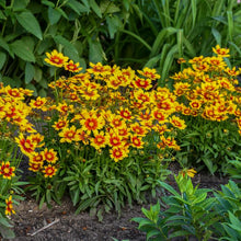 Load image into Gallery viewer, Coreopsis Uptick™Gold &amp; Bronze (Tickseed), yellow and red flowers
