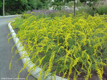 Load image into Gallery viewer, Solidago shortii &#39;Solar Cascade&#39; (Goldenrod)
