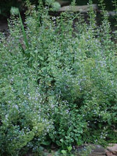 Load image into Gallery viewer, Calamintha nepeta &#39;Blue Cloud&#39; (Calamint)
