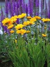 Load image into Gallery viewer, Coreopsis grandiflora &#39;Early Sunrise&#39; (Tickseed), yellow flowers

