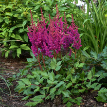 Load image into Gallery viewer, Astilbe chinensis &#39;Vision in Red&#39; (False Spirea) perennial, pink flowers
